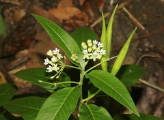 Asclepias nivea