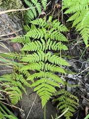 Dryopteris intermedia