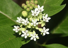 Asclepias nivea