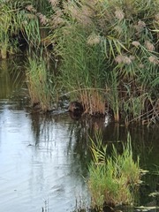 Myocastor coypus
