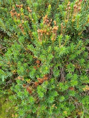 Phyllodoce empetriformis