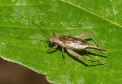 Anaxipha imitator