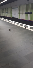 Columba livia domestica