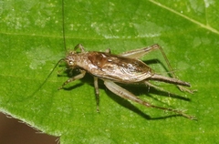 Anaxipha imitator