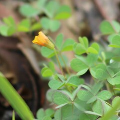 Oxalis corniculata