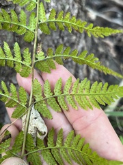 Dryopteris intermedia
