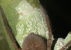 Graphis alboglaucescens