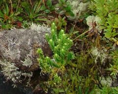 Baccharis uncinella