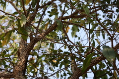 Tabernaemontana elegans