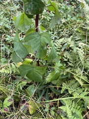 Nabalus trifoliolatus