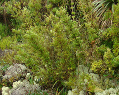 Chusquea microphylla