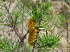 Lerina incarnata