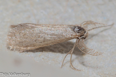 Dissoctena albidella