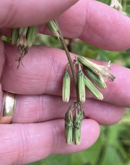 Nabalus trifoliolatus