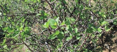 Prunus fremontii