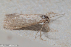 Dissoctena albidella