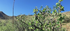 Prunus fremontii