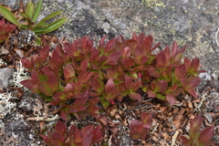 Vaccinium cespitosum