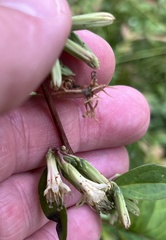 Nabalus trifoliolatus