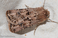 Agrotis lata