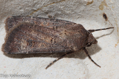 Agrotis trux