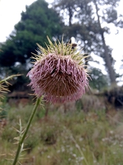 Cirsium jorullense