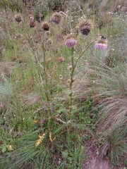 Cirsium jorullense