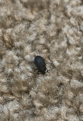 Tenebrioninae