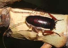 Eurycotis