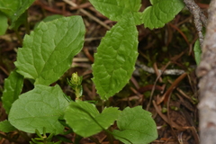 Arnica cordifolia