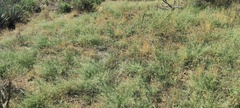 Amaranthus fimbriatus