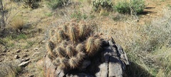 Echinocereus engelmannii engelmannii