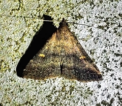 Tetanolita mynesalis