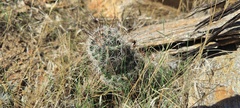 Mammillaria tetrancistra