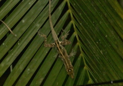 Anolis vermiculatus
