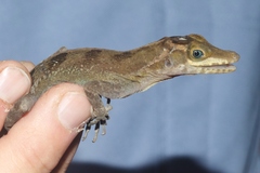 Anolis vermiculatus