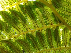 Cyathea atrovirens