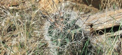 Mammillaria tetrancistra
