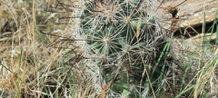 Mammillaria tetrancistra