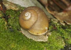 Zachrysia provisoria