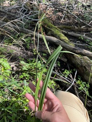 Scirpus atrovirens