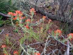 Castilleja scorzonerifolia