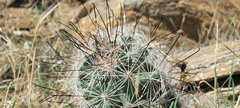Mammillaria tetrancistra