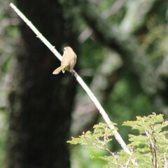 Basileuterus rufifrons