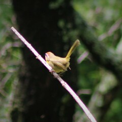 Basileuterus rufifrons