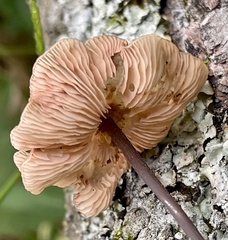 Mycetinis scorodonius