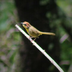 Basileuterus rufifrons