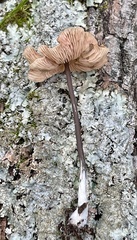 Mycetinis scorodonius