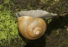 Zachrysia provisoria