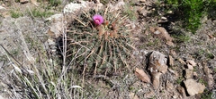 Ferocactus latispinus